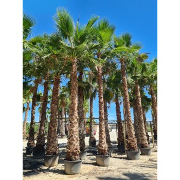Washingtonia robusta otros tamaños -5º/-8º Preguntar precio